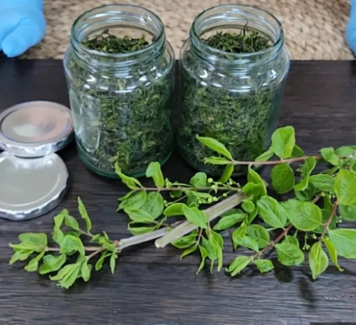 화살나무새순 화살나무순 화살나무차 화살나무효능