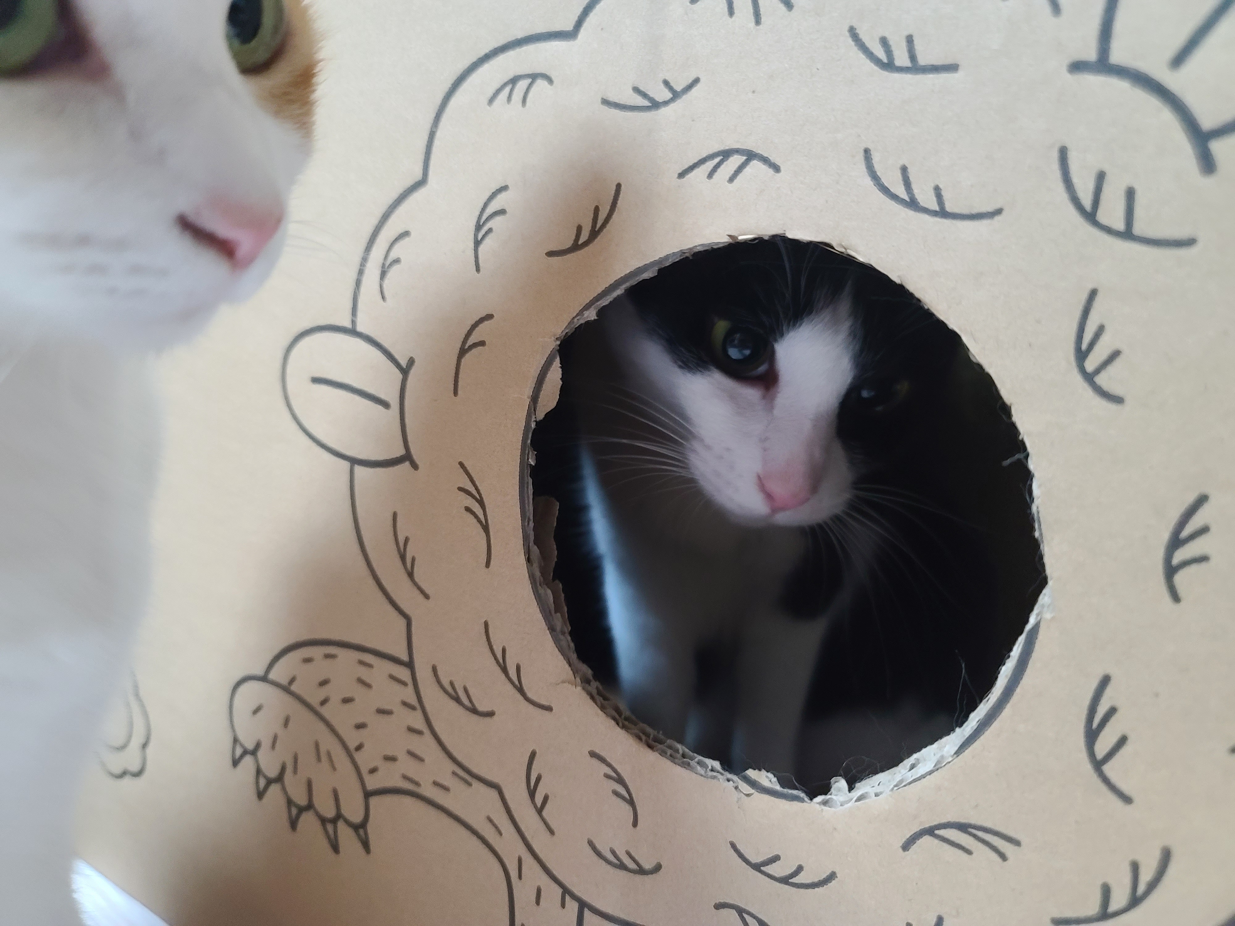 고양이들에게 귀여운 박스놀이터가 생겼다.(feat.가성비 좋은 고양이장난감)