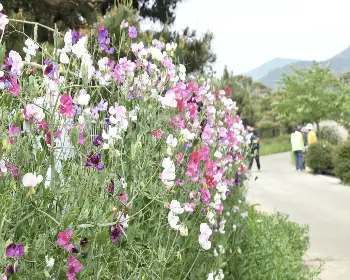 함평 국화축제_27