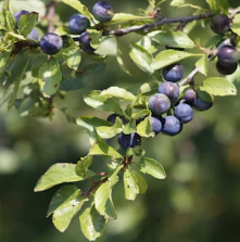 녹내장에 좋은 음식 영양제 식단