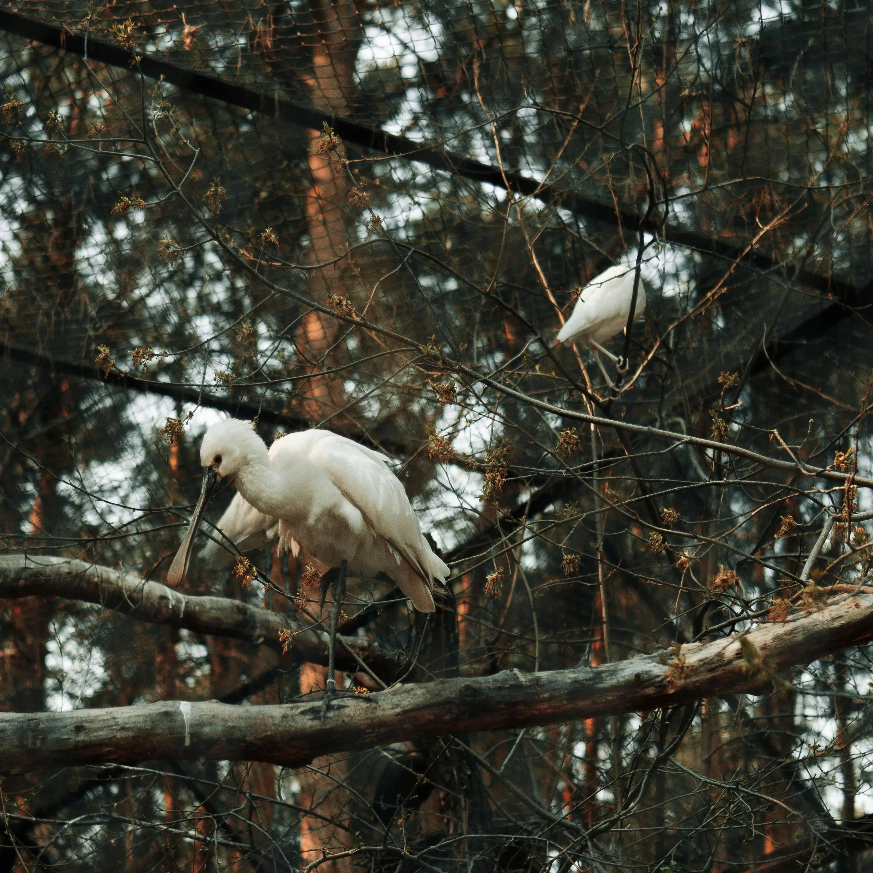 숲이 있는 환경에서 나무 위에 위치한 저어새