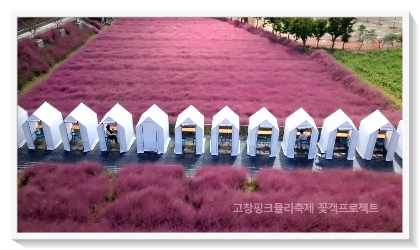 고창핑크뮬리축제