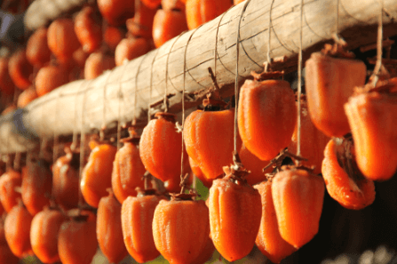 곶감 만드는 시기, 태추감, 대봉감, 반시...곶감용 감 전격 비교!