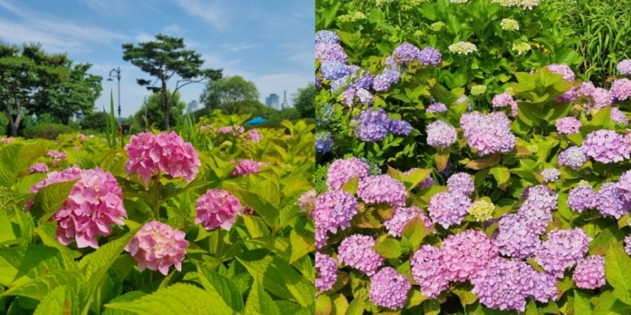 수국꽃-모음