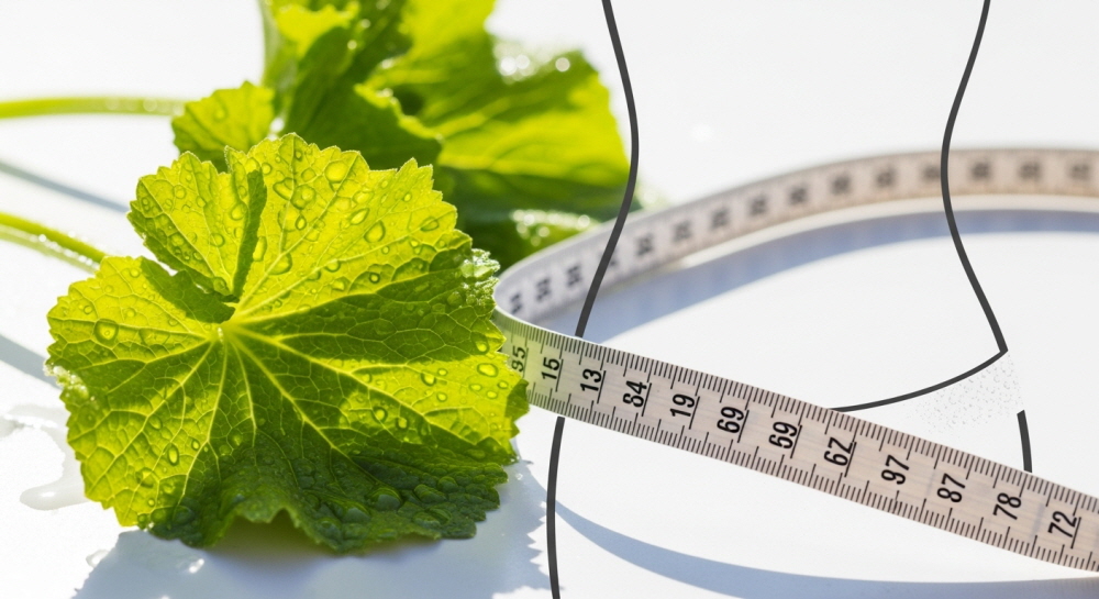 와사비잎 추출물