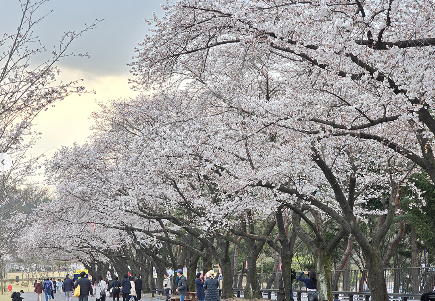 서울대공원 벚꽃축제 현황입니다.