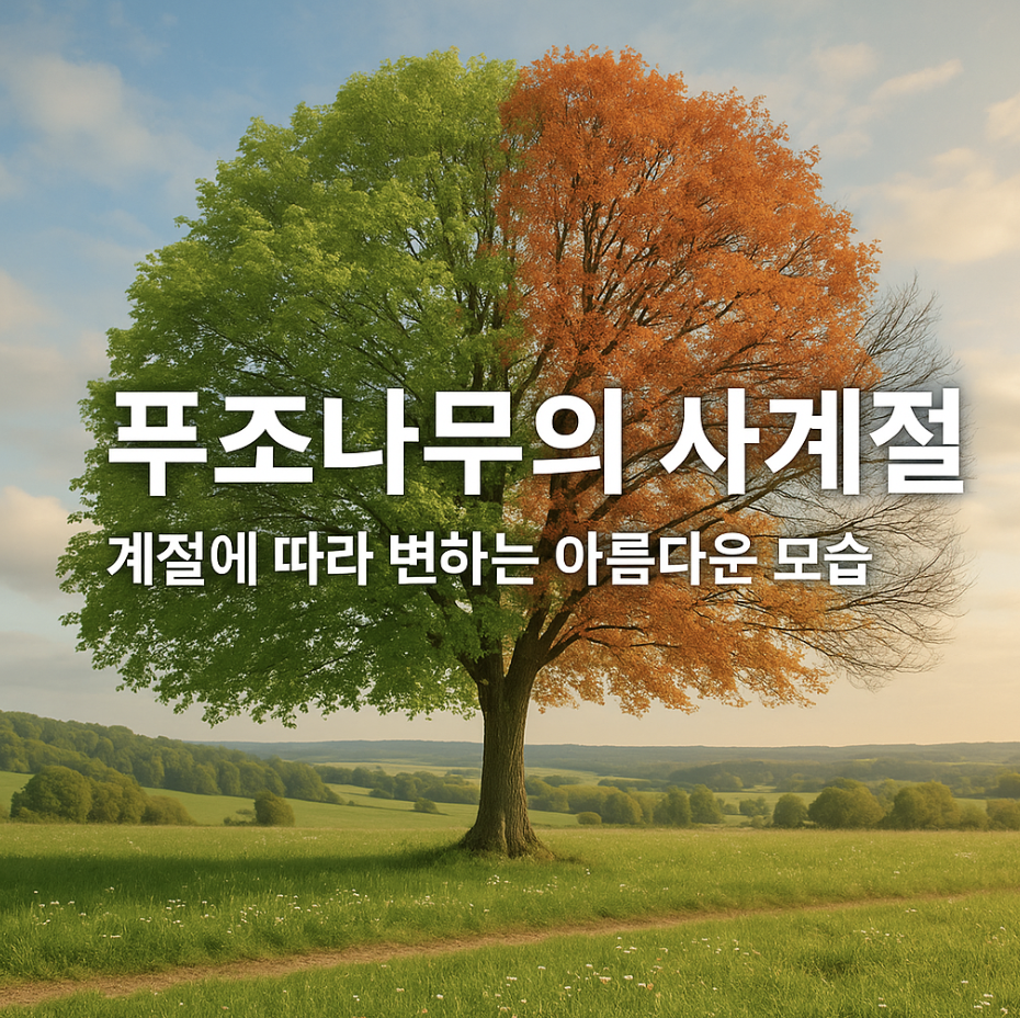 푸조나무의 사계절, 계절에 따라 변하는 아름다운 모습