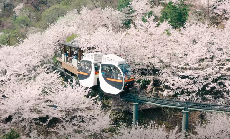 벚꽃이 개화한 화담숲은 매우 아름답습니다.