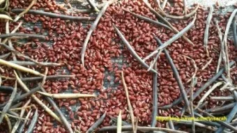 팥 재배 파종 적기 배수로 만들기 수확 건조_9