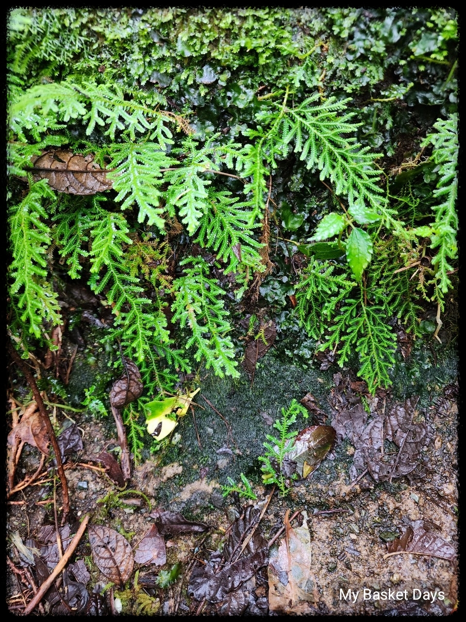 Fer moss hanging on steps