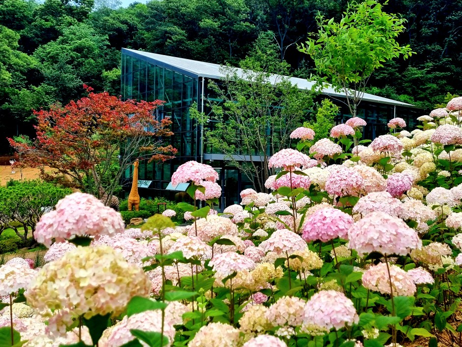 경기도 시흥 산골수목원: 연분홍 수국이 있는 식물원 카페