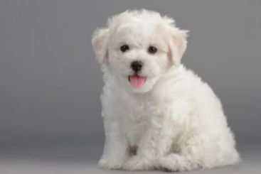 비숑프리제 사진