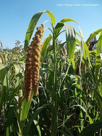 조 재배 건조 강한 작물 파종 방법 초보 가이드_3