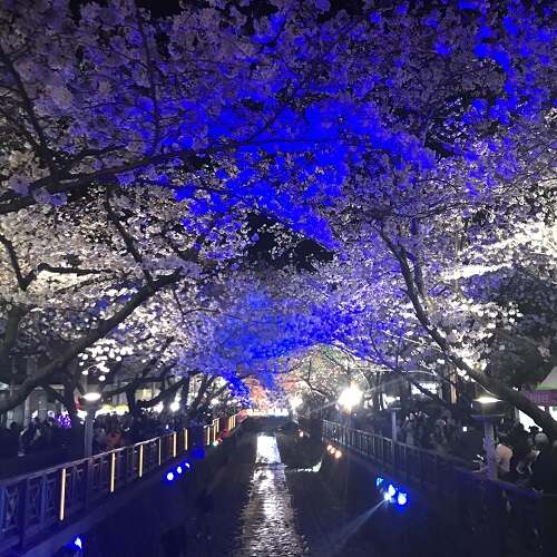 진해군항제1