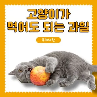 고양이 먹어도 되는 과일, 사과_30