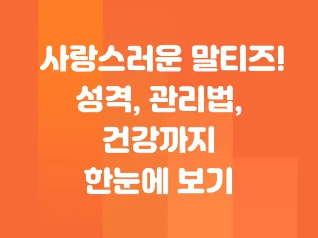 사랑스러운 말티즈! 성격, 관리법, 건강까지 한눈에 보기
