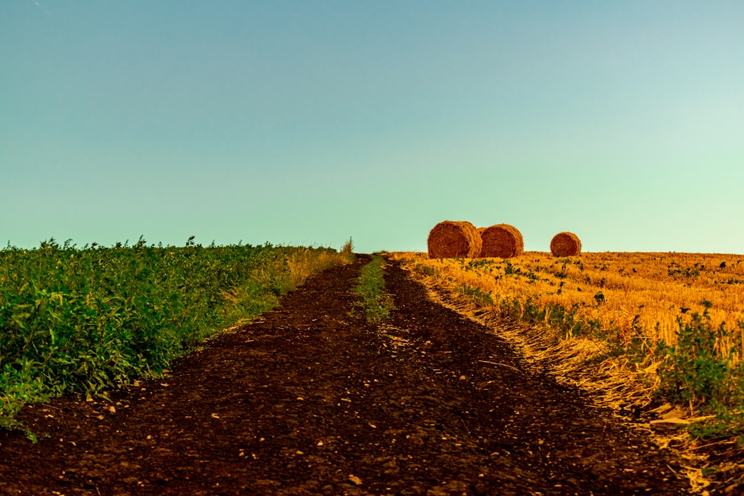 Agricultural insurance