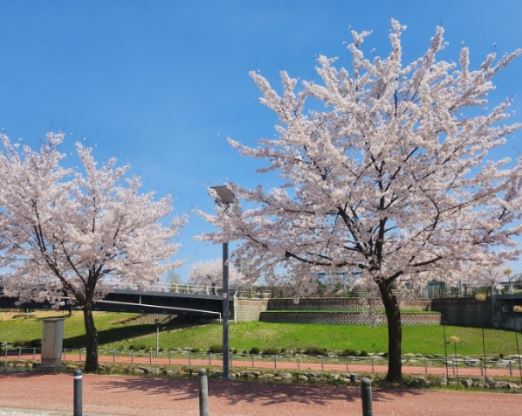 파주 벚꽃