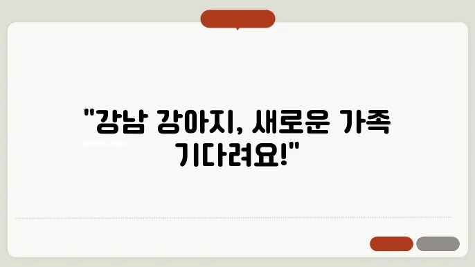 강남강아지보호소 내부 모습