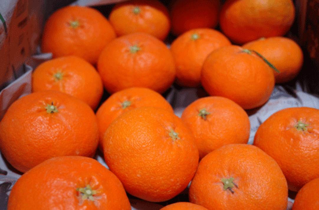 [한눈에 쏙!] 한라봉&#44; 천혜향&#44; 레드향 등 만감류의 차이점