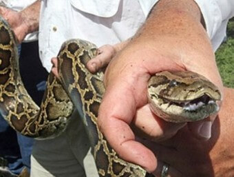 사람-팔뚝만한-구렁이를-두사람이-들어보이는-모습