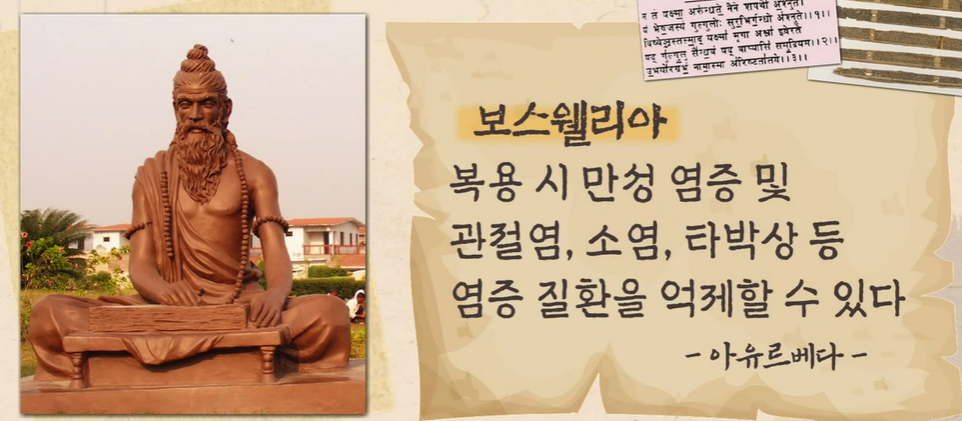 보스웰리아 효능