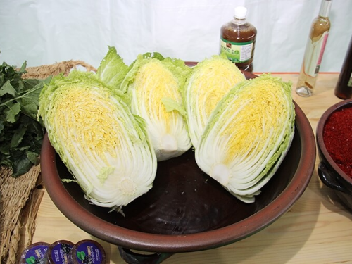 평창 고랭지 김장 배추
