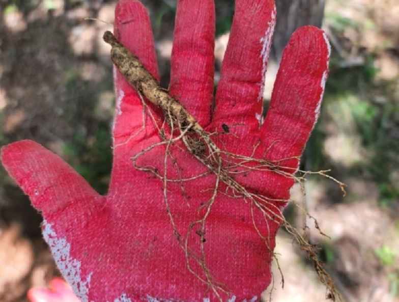 함양-오봉산-산양삼-3대가족-힐링팜