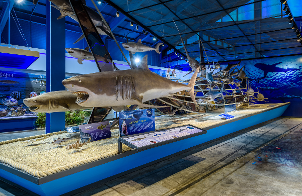 제주해양동물박물관 내부모습