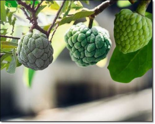 체리모야는 맛있고 건강에도 좋다