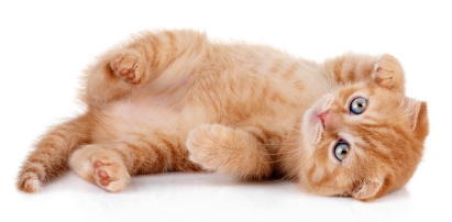 뒹굴뒹굴하는 고양이.