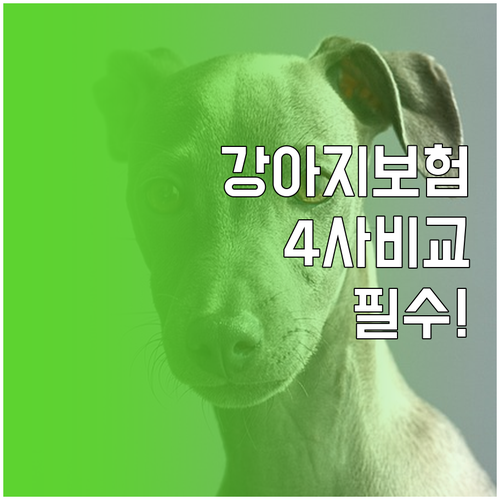 KB 현대해상 메리츠 삼성 강아지 보..