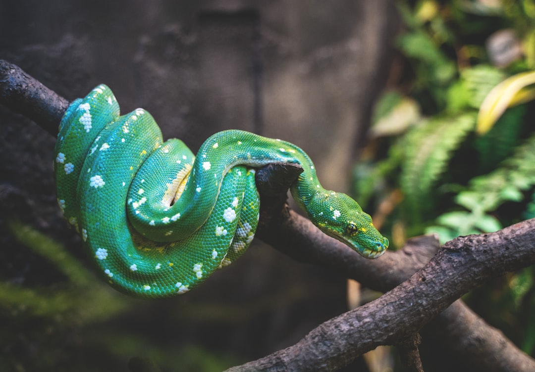 Snake