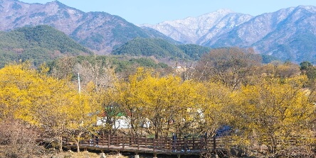 2025 구례 산수유꽃축제 