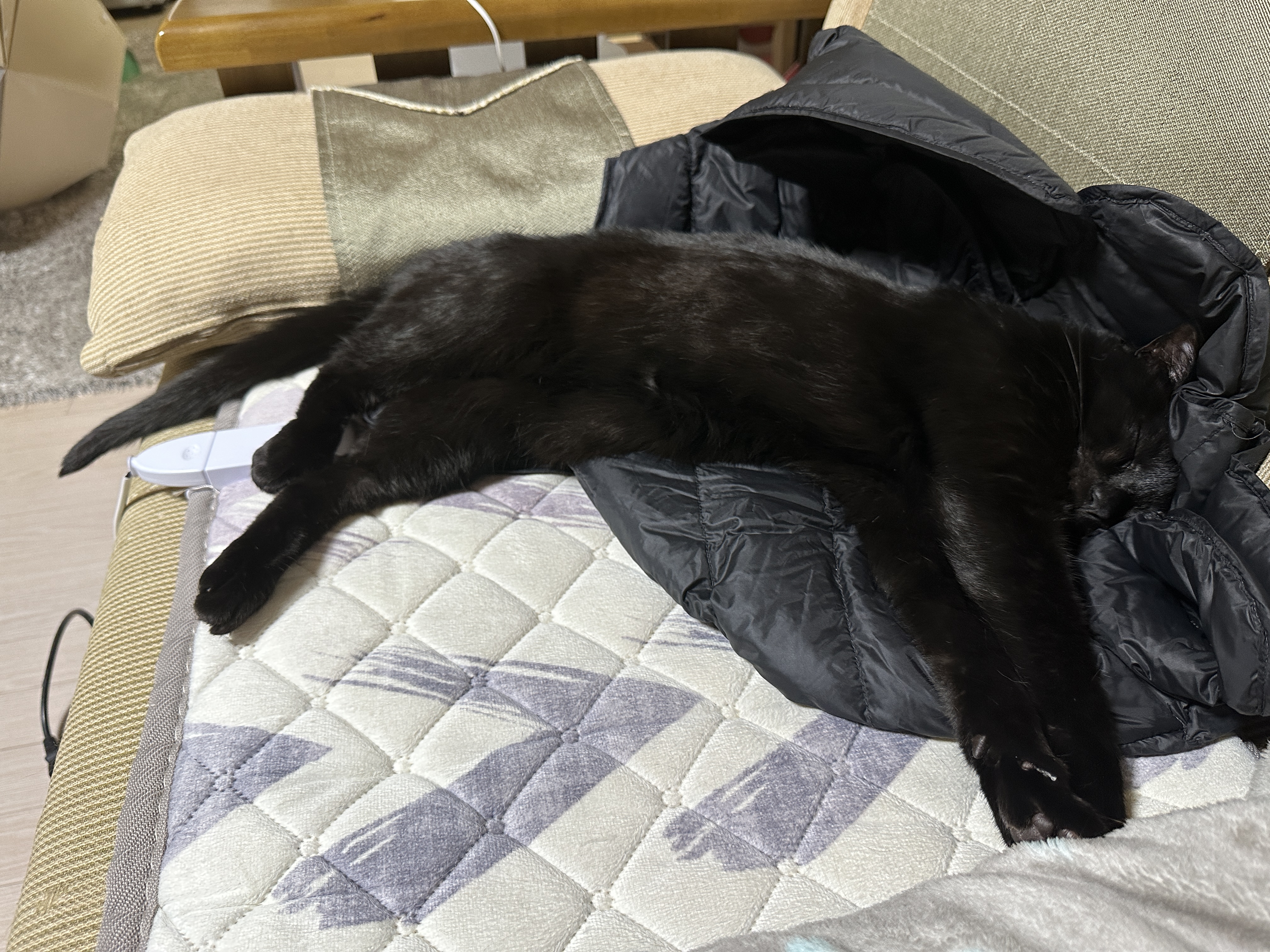 고양이랑 꼬리로 대화하기 (feat.건이와 꼬리로 티키타카)