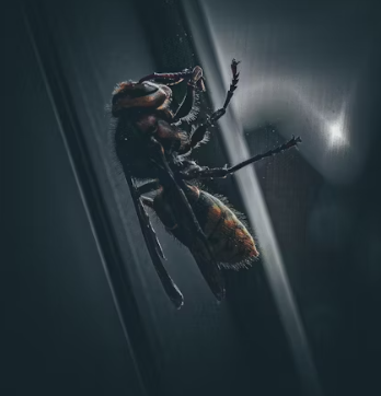 말벌에 쏘였을 때 응급처치, 말벌 퇴치법, 말벌퇴치비용, 말벌퇴치제