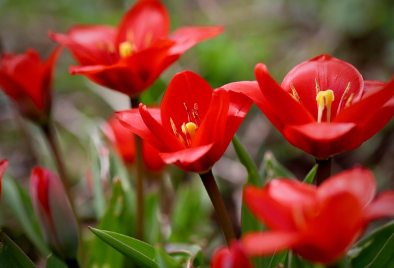 튤립파종 시기와 키우는 방법 알아보기 1