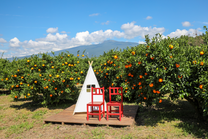 SNS 인기 여행지 Top6 - 인스타그램 추천 여행지 : 휴애리자연생활공원
