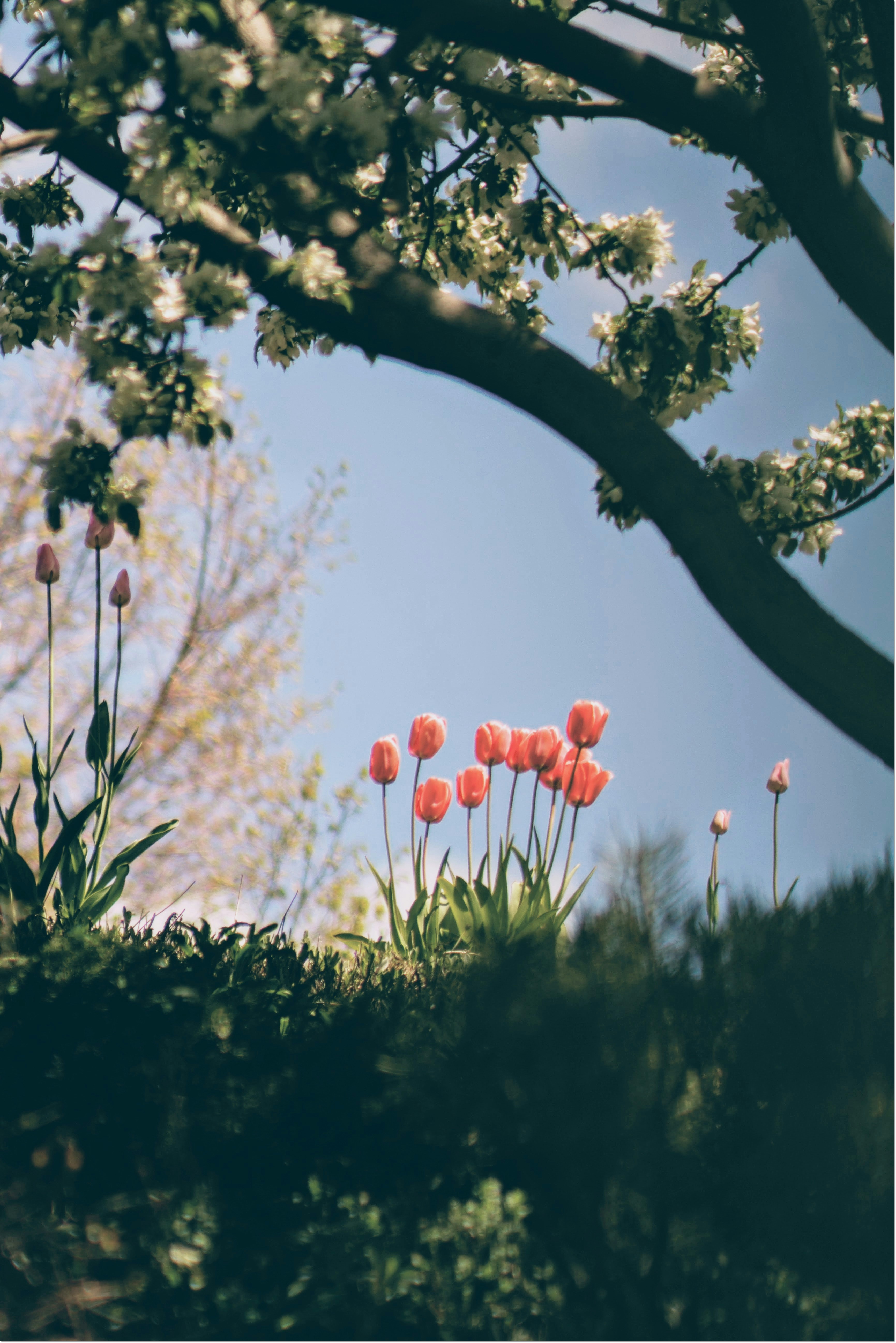 태안 세계튤립 축제 가는길 입장료 개화율