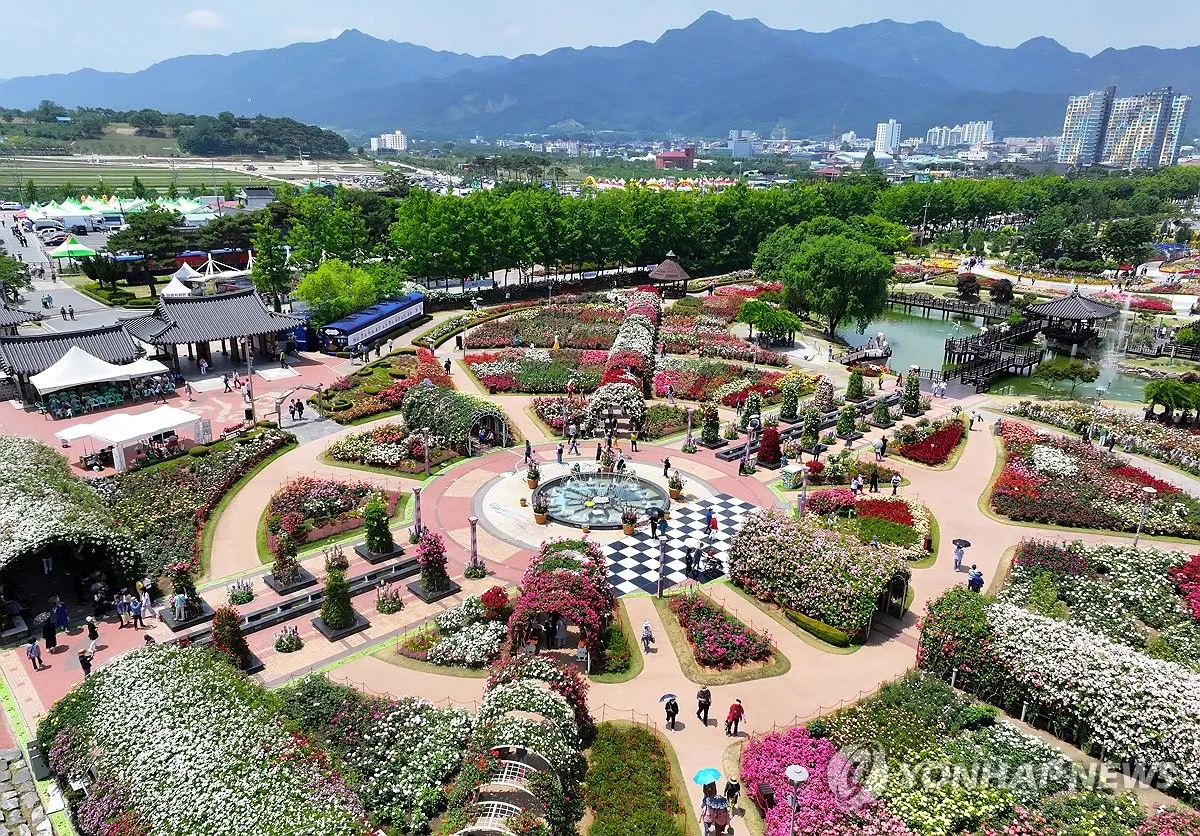 오늘이 아니라면 최적의 개화 시기는 언제인지 곡성세계장미축제에서 확인하세요_3