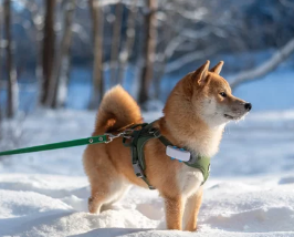 시바견/출처:어도비스톡