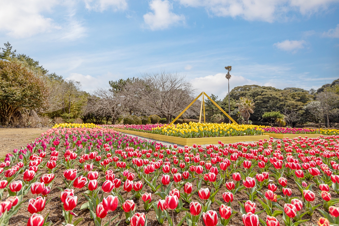 2024 상효원 튤립축제 기본일정과 특징 소개
