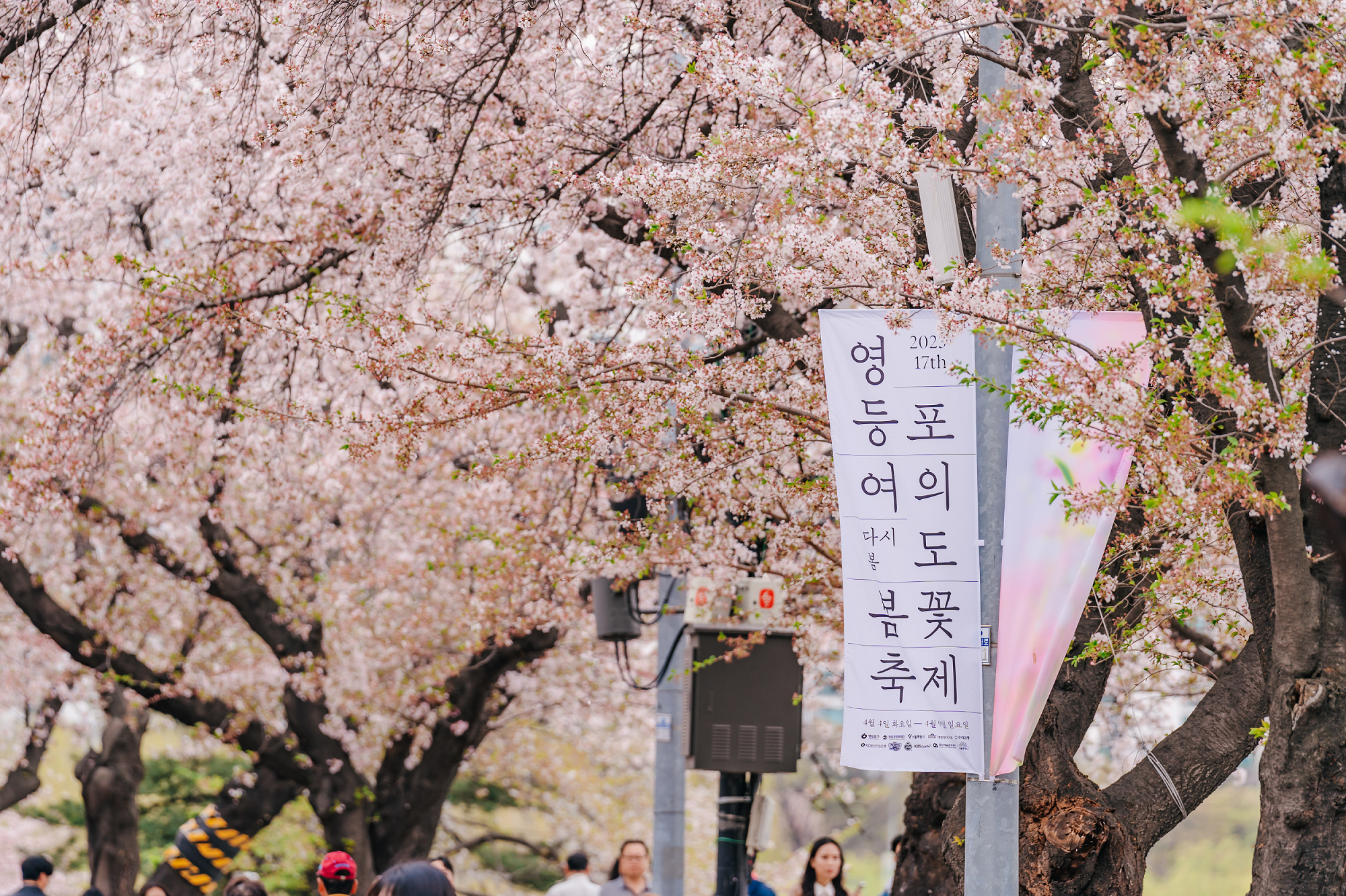여의도 벚꽃축제