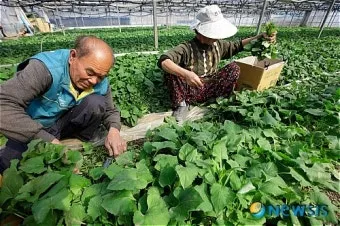 취나물 재배 반그늘 환경 배수 확보 연속 수확_31