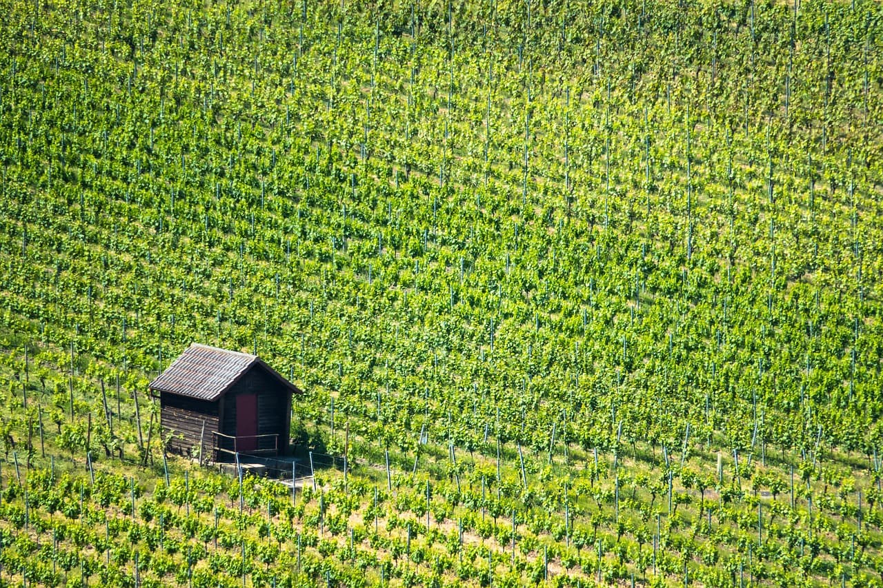 도시형 스마트팜 vs 농촌형 스마트팜: 장단점 비교