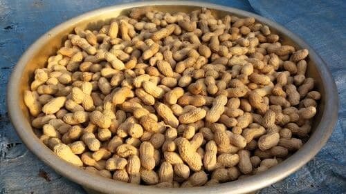 땅콩-수확-털기-말리기-수확시기