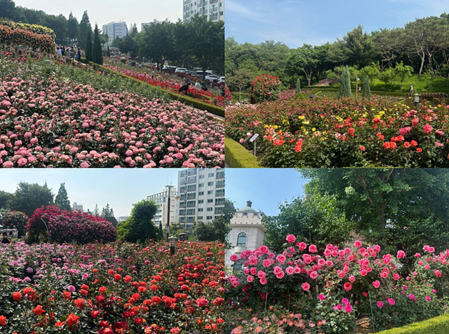 부천 장미축제 장미사진