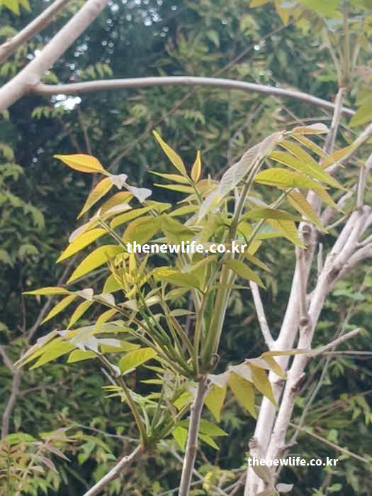 가죽나물 효능 고지혈증 예방 루틴