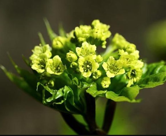 고로쇠물의 효능: 자연에서 얻은 건강의 비밀