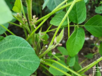 콩 재배 파종 깊이 잡초 억제 멀칭 가뭄 대비_10